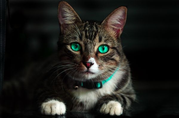 Loki
