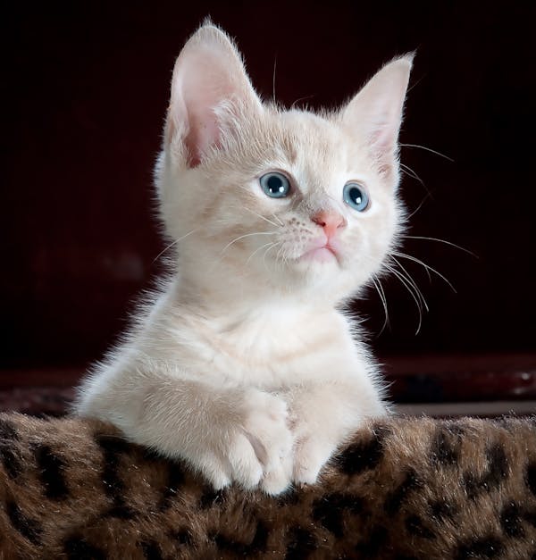 Persian