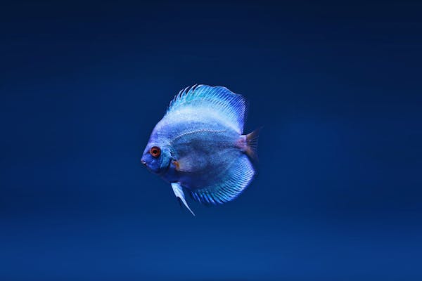 Trixie Joint Support Tablets for Dogs 60 tabs